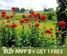 Maltese Cross Scarlet Red-