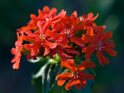 Lychnis chalcedonia 1gm - lychnis,