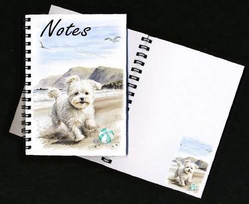Maltese maltipoo dog - maltese,
