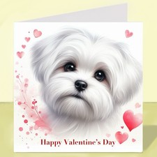 Maltese Dog Valentine’s Day