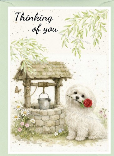 Maltese dog thinking you - maltese, of