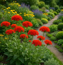 maltese cross - vibrant red
