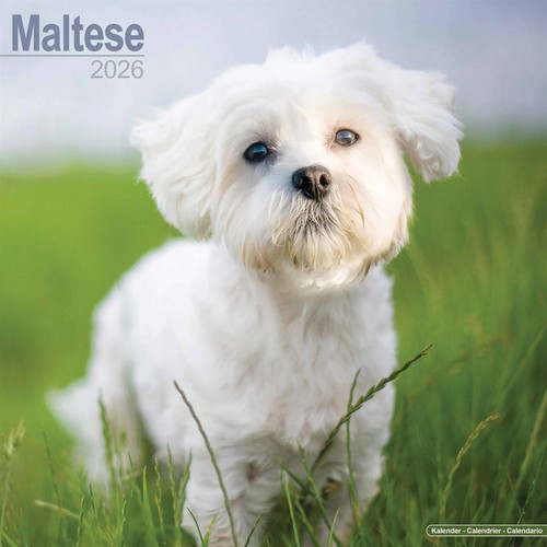 Maltese calendar 2026 - maltese, 2026,