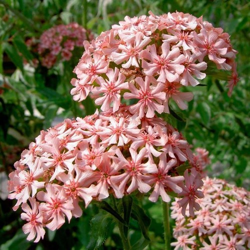Lychnis chalcedonica carnea - chalcedonica, 'carnea'