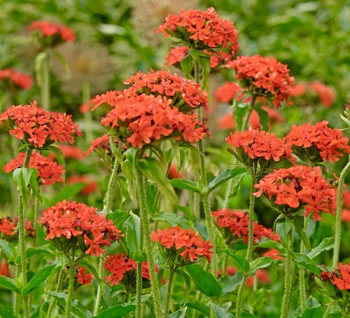1200x red maltese cross - 1200x,